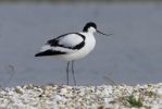 Avocet-0828.jpg