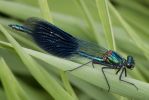 Banded_Demoiselle-9001.jpg