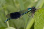 Banded_Demoiselle-9028.jpg