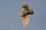 Barn_Owl-9506.jpg