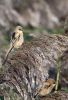 Bearded_Tit-3513.jpg