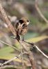 Bearded_Tit-3546.jpg