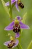 Bee_Orchid-0217.jpg