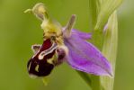 Bee_Orchid-0219.jpg