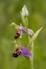 Bee_Orchid-0222.jpg
