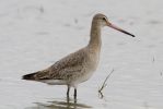 Black_Tailed_Godwit-0864.jpg