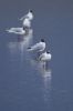 Blackheaded_GUlls-0326.jpg