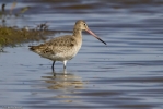 Blackwit-2.jpg