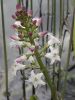 Bogbean-1695.jpg