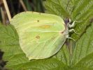 Brimstone-1713.jpg