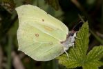 Brimstone-7472.jpg