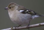 Chaffinch-0957.jpg