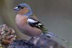 Chaffinch-1090.jpg