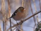 Chaffinch-6190.jpg