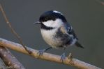 Coal_Tit-1.jpg