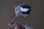 Coal_Tit-1129.jpg