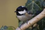 Coal_Tit-2.jpg