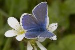 Common_Blue_Butterfly-8942.jpg