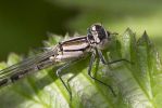 Common_Blue_Damselfly,_immaturefemale-2836.jpg