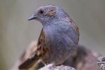 Dunnock-0132.jpg