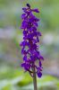 Early_Purple_Orchid-7301.jpg