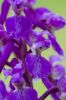 Early_Purple_Orchid-7307.jpg