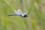 Filename=Emperor-9244.jpg
Filesize=68KiB
Dimensions=700x467
Date added=Aug 02, 2011 Emperor-9244.jpg