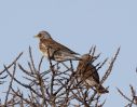 Fieldfare-6495.jpg