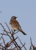 Fieldfare-6508.jpg