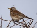 Fieldfare-6668.jpg