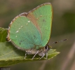 G_Hairstreak-1.jpg