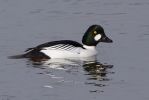 Goldeneye-7507.jpg