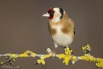 Goldfinch-1.jpg