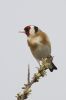 Goldfinch-2227.jpg