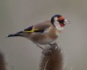 Goldfinch-5729.jpg