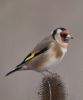 Goldfinch-5741.jpg