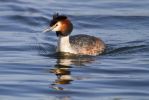 Great_Crested_Grebe-1893.jpg