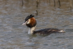 Great_Crested_Grebes-1.jpg