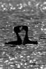 Great_Crested_Grebes-2.jpg
