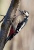 Great_Spotted_Woodpecker-6426.jpg