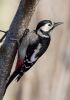 Great_Spotted_Woodpecker-6430.jpg