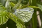 Green-veined_White-7474.jpg