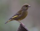 Greenfinch-5172.jpg