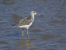 Greenshank-1a3.jpg