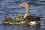 Greylag-2045.jpg