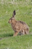 Hare-1.jpg