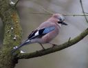 Jay-6287.jpg