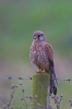 Kestrel-2.jpg