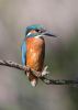 Kingfisher-3696.jpg