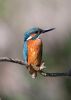 Kingfisher-3712.jpg